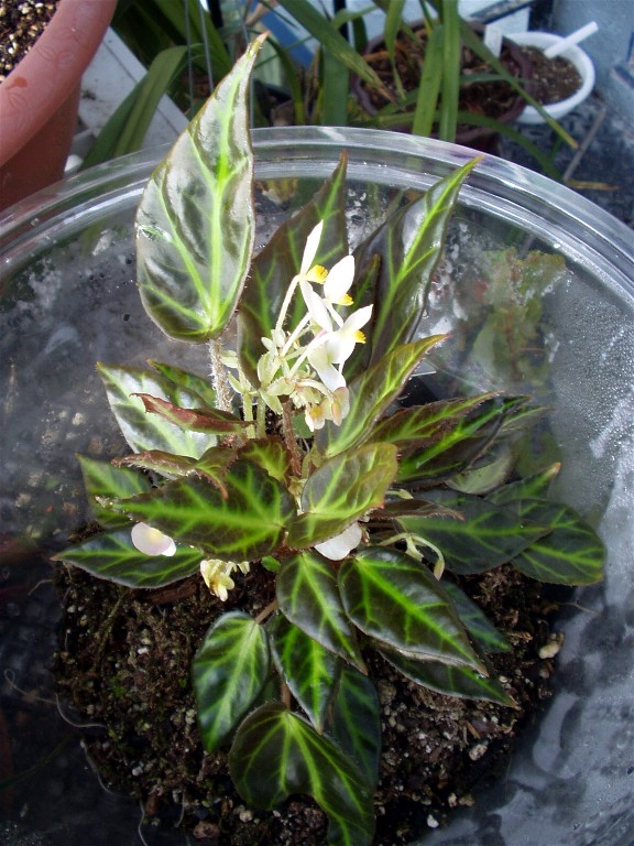 B. aridicaulis